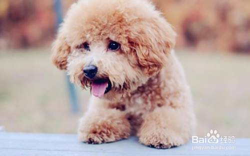 泰迪犬怎么训练?