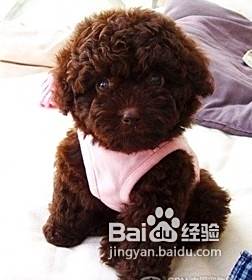 手纸也可以致泰迪犬的“狗命”