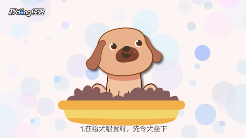 怎样训练泰迪犬
