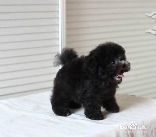 泰迪犬怎么养
