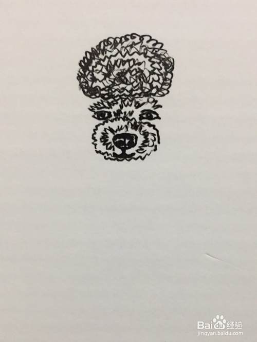 插画教程之打瞌睡的泰迪犬