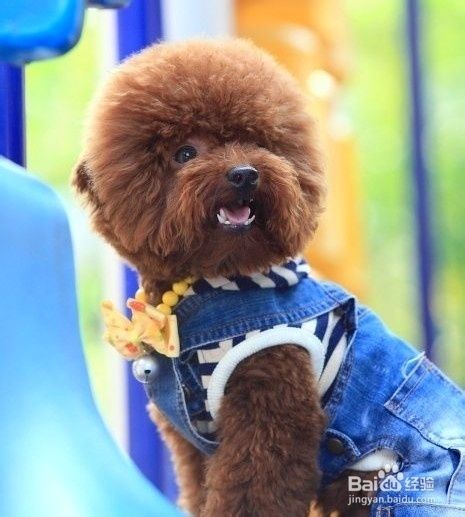 泰迪犬怎么喂养