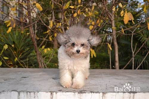 如何养好泰迪狗 怎么养好泰迪犬 泰迪怎么养