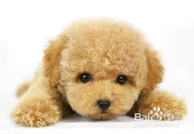 泰迪犬怎么养才听话