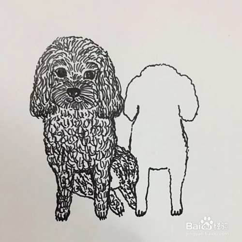 插画教程之沙发上的泰迪犬