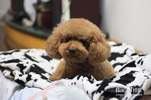 泰迪犬怎么训练 如何训练泰迪幼犬
