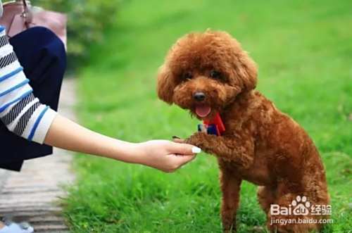 泰迪犬要如何饲养？