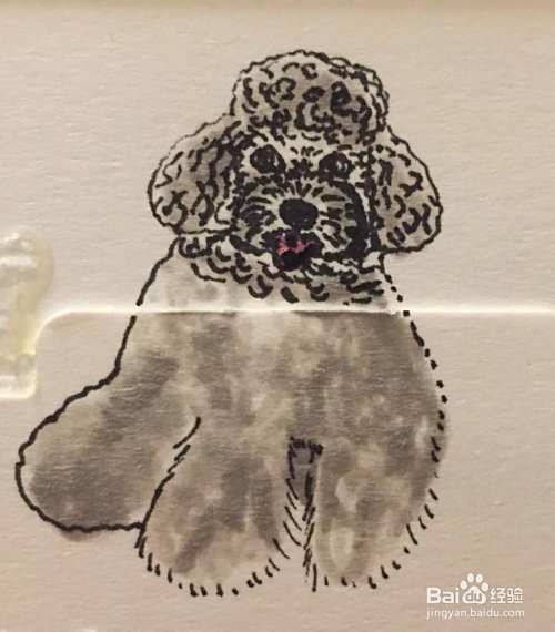 插画教程之灰色泰迪犬