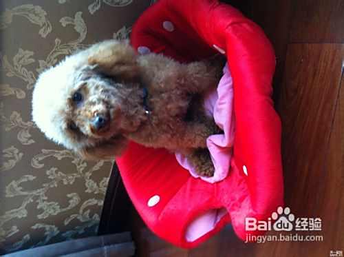 问泰迪犬是不是应该吃补品和营养品