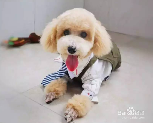 泰迪犬咳嗽是怎么回事