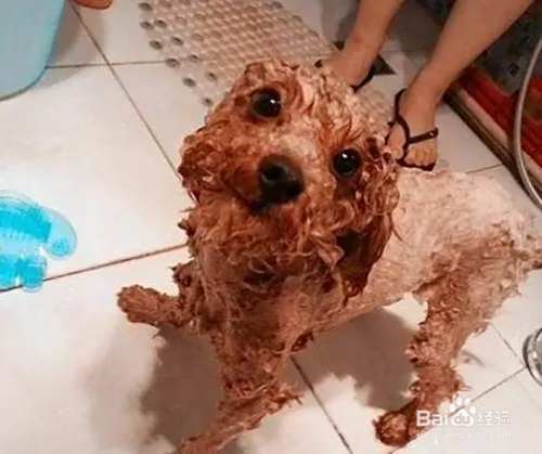 泰迪犬要如何饲养？