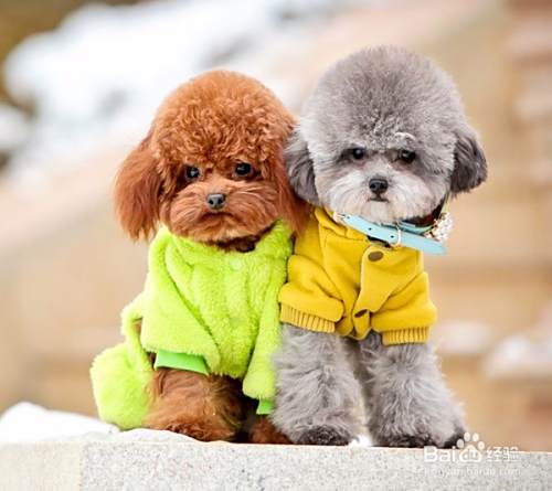 泰迪犬和比熊犬的区别