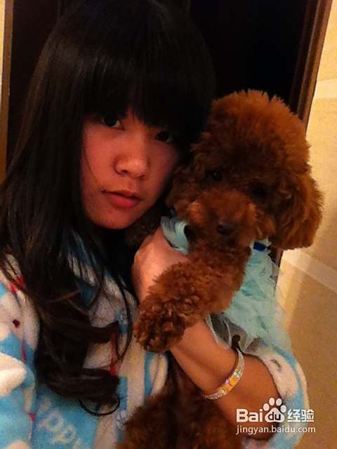 怎样利用防御反射进行泰迪犬训练
