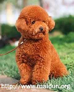 怎样预防泰迪犬疾病