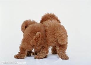 泰迪犬缺钙怎么办？泰迪犬缺钙的表现