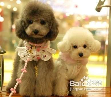 怎样让泰迪犬远离疾病