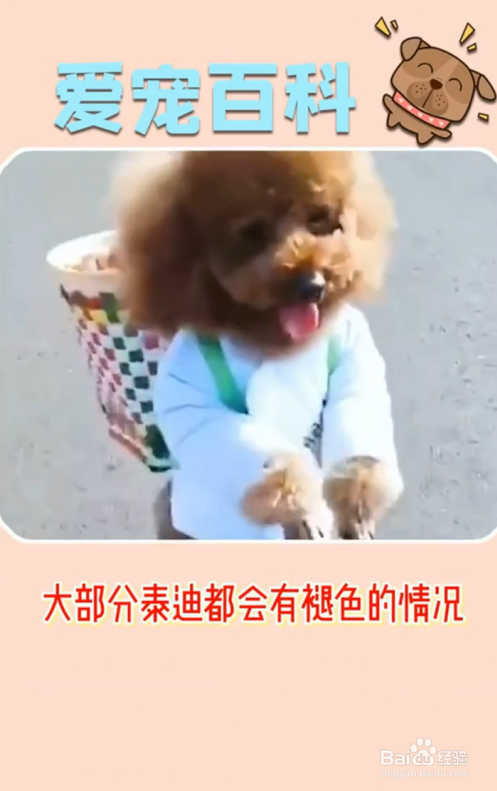 泰迪犬有哪些特点？