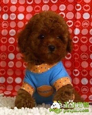 购买泰迪犬之后需要怎么办