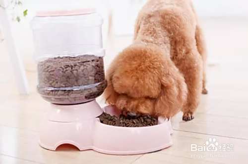 泰迪犬要如何饲养？