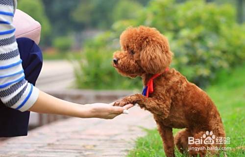 如何判断泰迪犬抑郁了