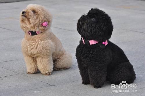 泰迪犬怎么喂养