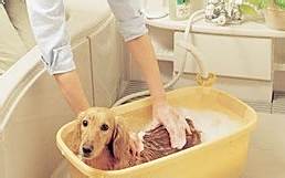 怎样养好泰迪犬