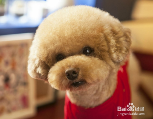 泰迪犬流眼泪什么原因