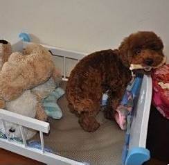 怎样养好泰迪犬