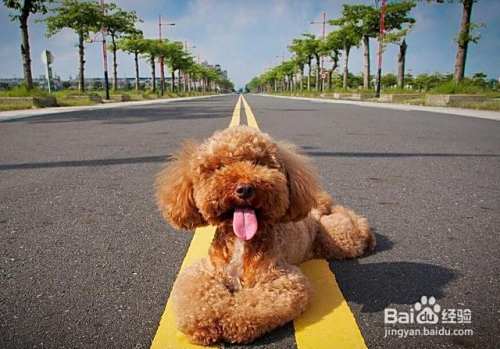 泰迪犬很瘦怎么办？