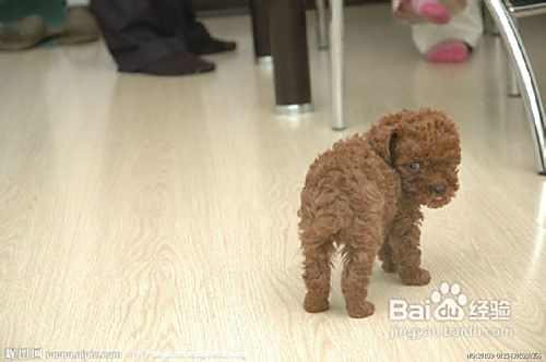 怎样带泰迪犬溜达？
