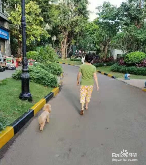 泰迪犬怎么养才听话