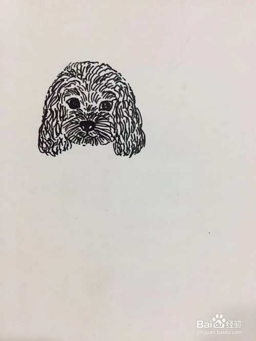 插画教程之沙发上的泰迪犬