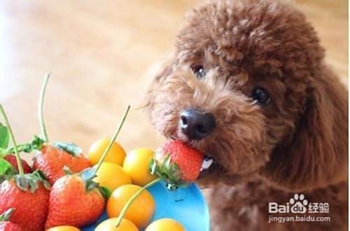 泰迪犬饮食管理与禁忌