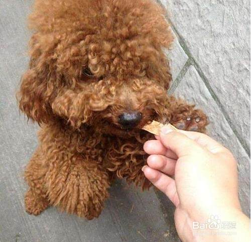 养泰迪犬的注意事项