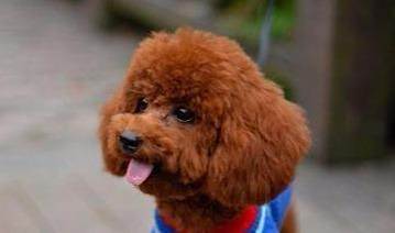 养泰迪犬的注意事项