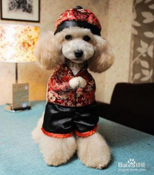 养泰迪犬有什么好处?