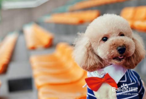 养泰迪犬有什么好处?