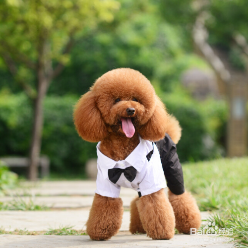 泰迪犬怎么把毛色如何变亮？