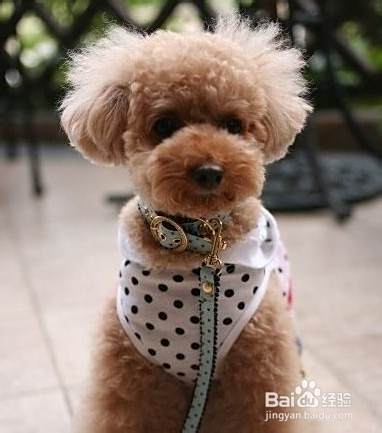 泰迪犬的饮食注意