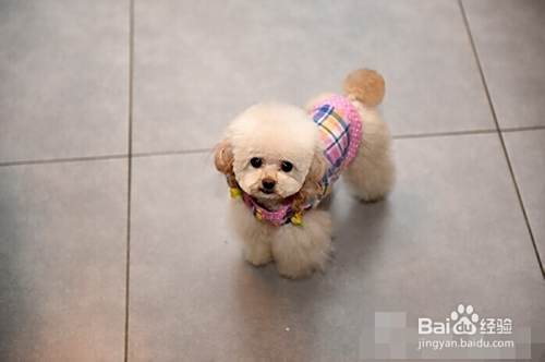 如何挑选漂亮的泰迪犬