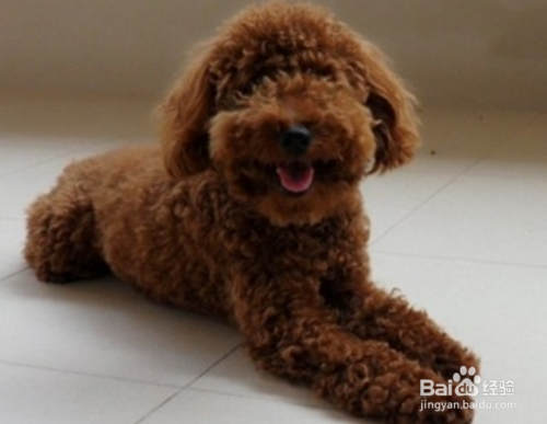 泰迪犬怎么训练