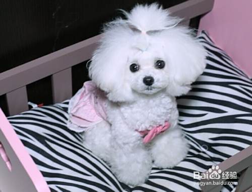 如何挑选漂亮的泰迪犬