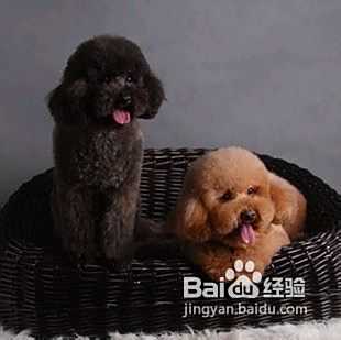 泰迪犬多少钱