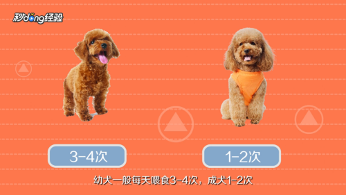 如何正确饲养泰迪犬