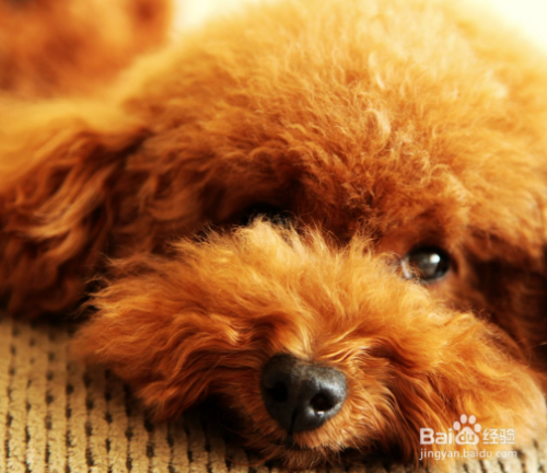泰迪犬怎么变灰