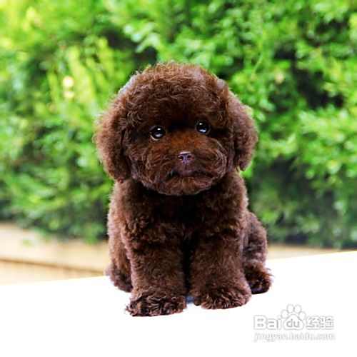 泰迪犬的日常护理