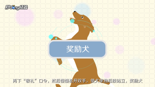 怎样训练泰迪犬