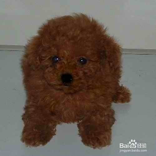如何训练泰迪犬大小便，泰迪犬的训练方法