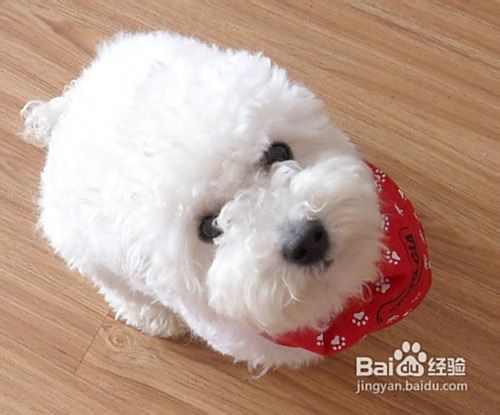 简单介绍比熊犬和泰迪犬
