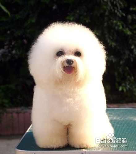 简单介绍比熊犬和泰迪犬
